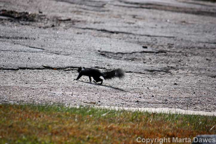 Black Squirrel Crossing the Road